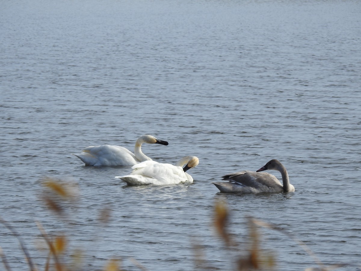 ナキハクチョウ - ML643559174