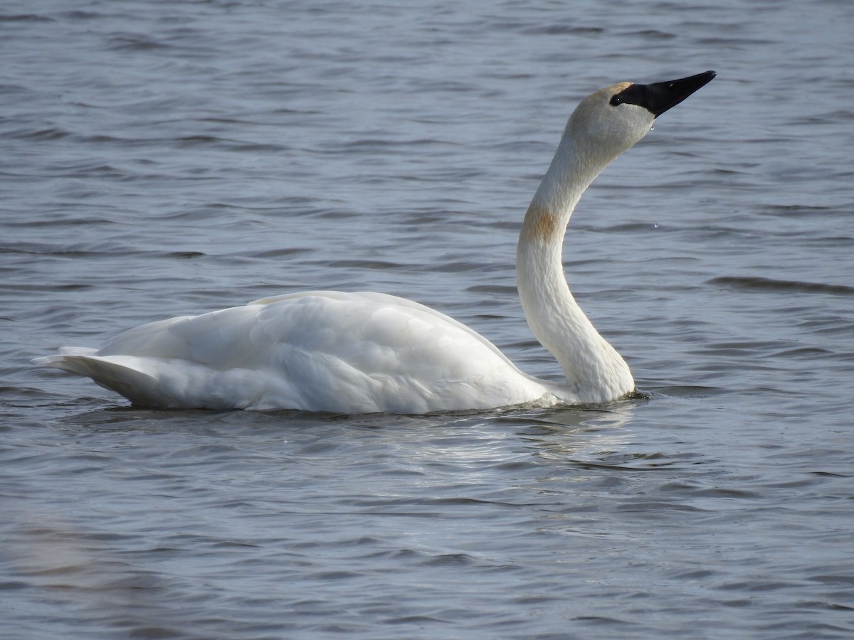 ナキハクチョウ - ML643559175