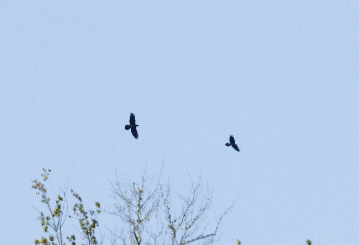 Grand Corbeau - ML643559176