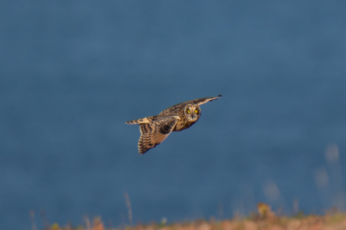 Hibou des marais - ML643559177