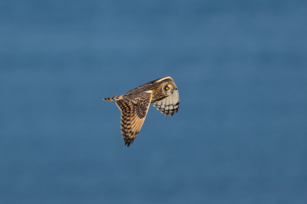 Hibou des marais - ML643559178
