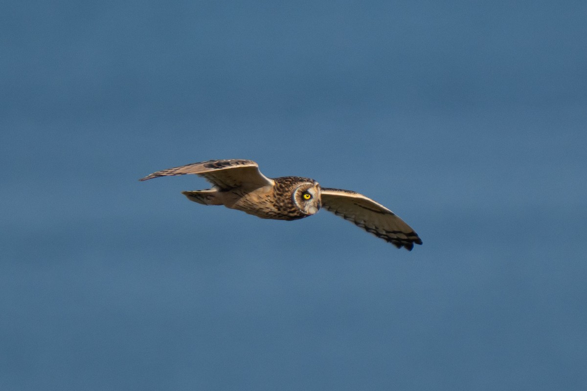 Hibou des marais - ML643559179