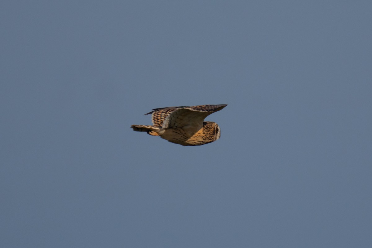Hibou des marais - ML643559180