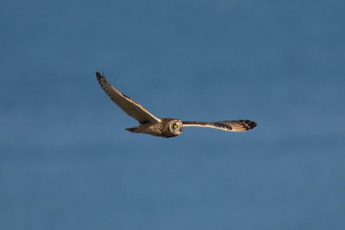 Hibou des marais - ML643559181