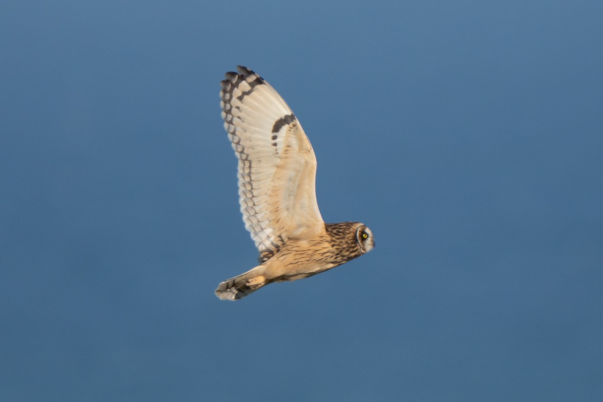 Hibou des marais - ML643559182