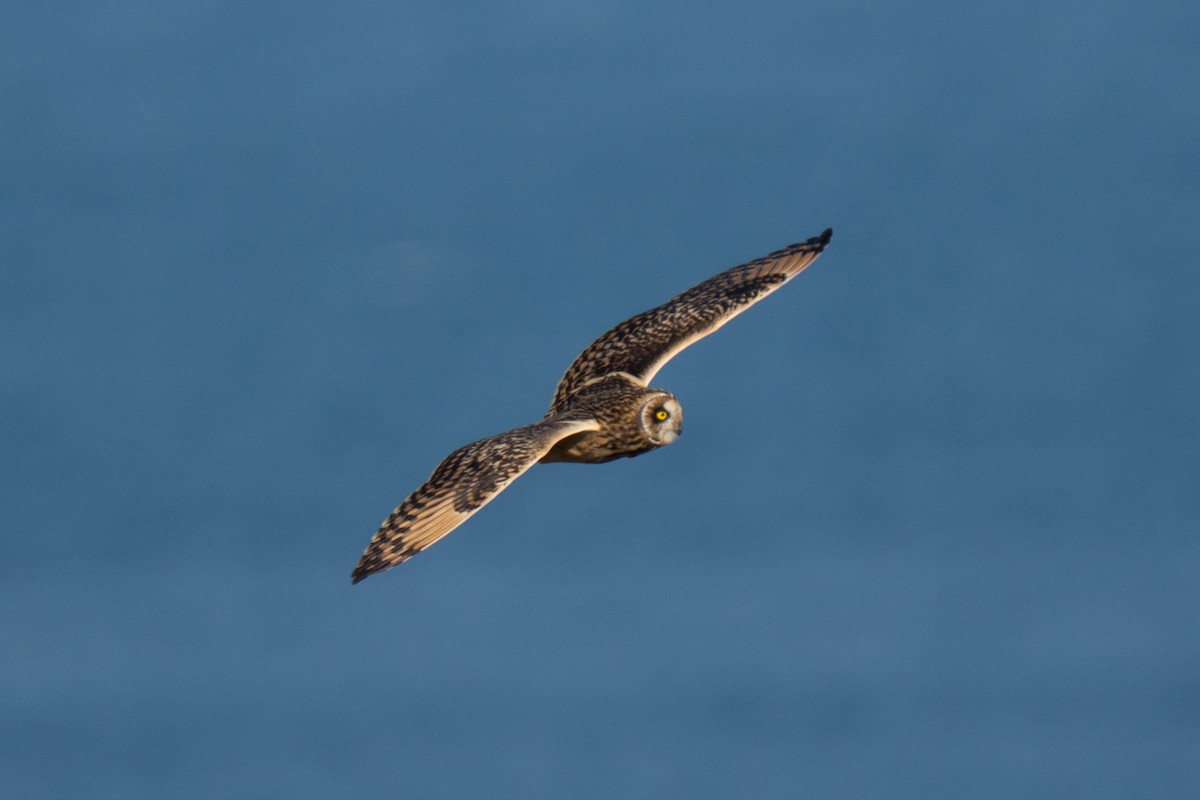 Hibou des marais - ML643559183