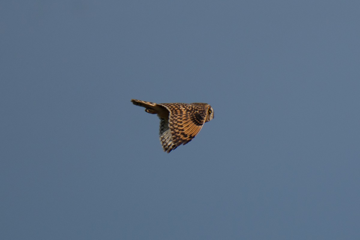 Hibou des marais - ML643559184