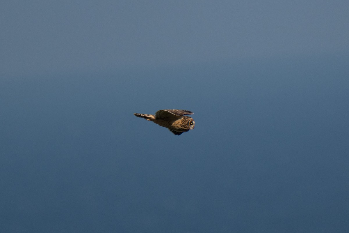 Hibou des marais - ML643559185