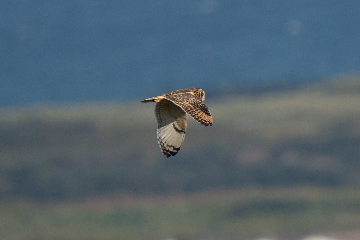 Hibou des marais - ML643559186