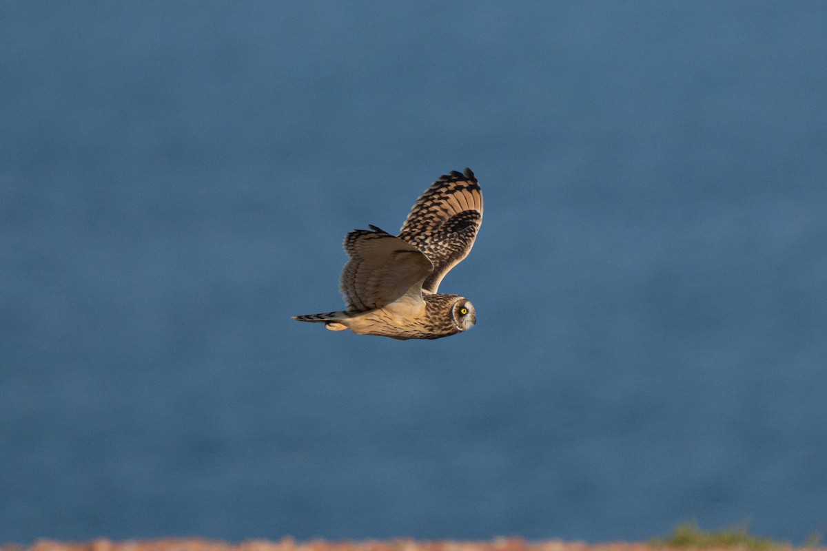 Hibou des marais - ML643559187