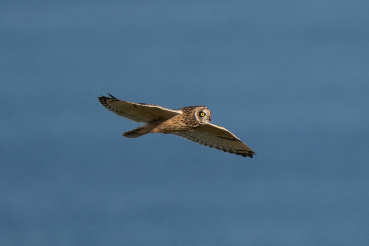 Hibou des marais - ML643559188