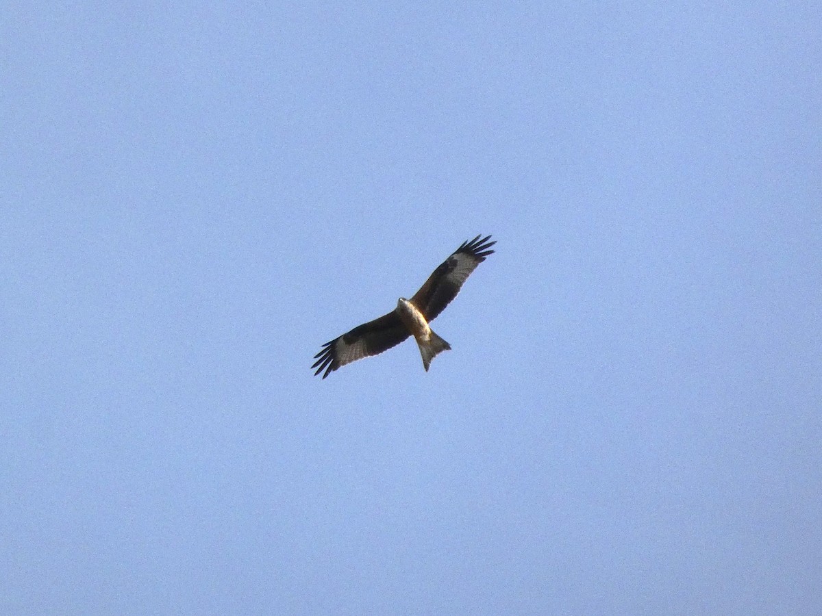 Red Kite - ML643559197