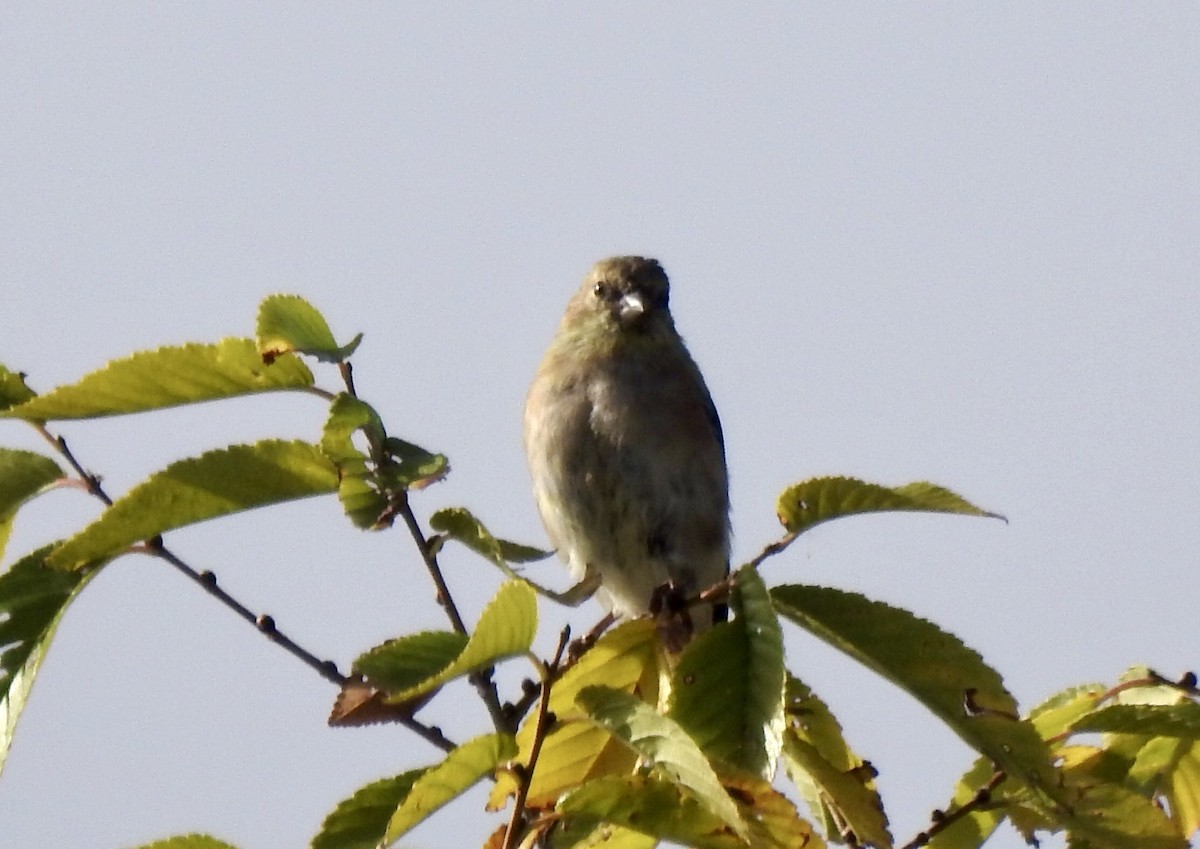 American Goldfinch - ML643559204