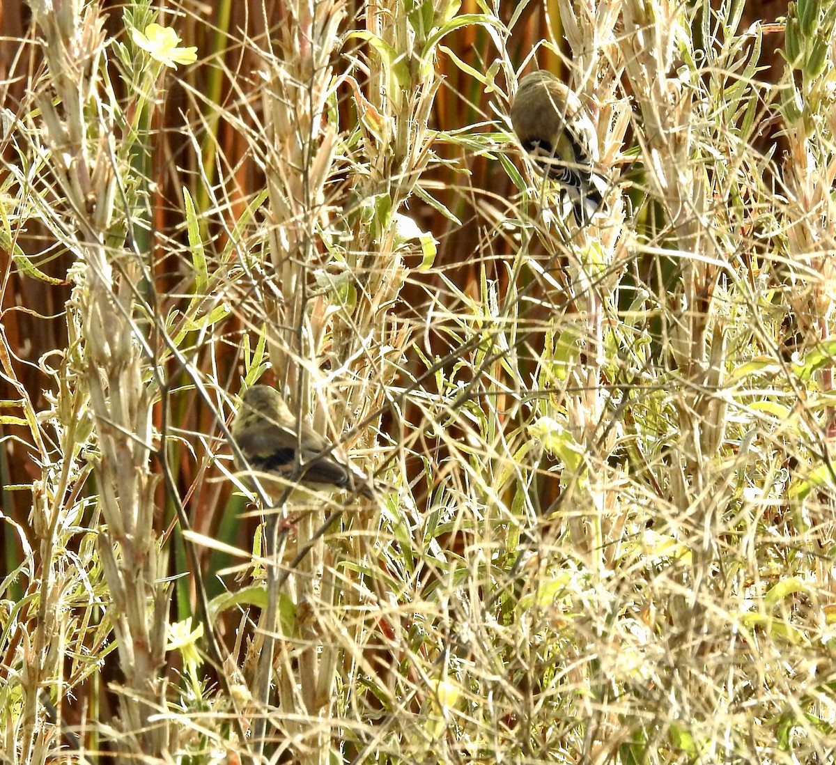 American Goldfinch - ML643559205