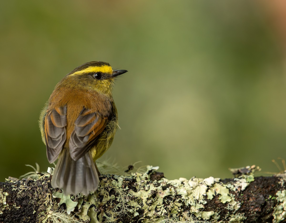 Yellow-bellied Chat-Tyrant - ML643559218