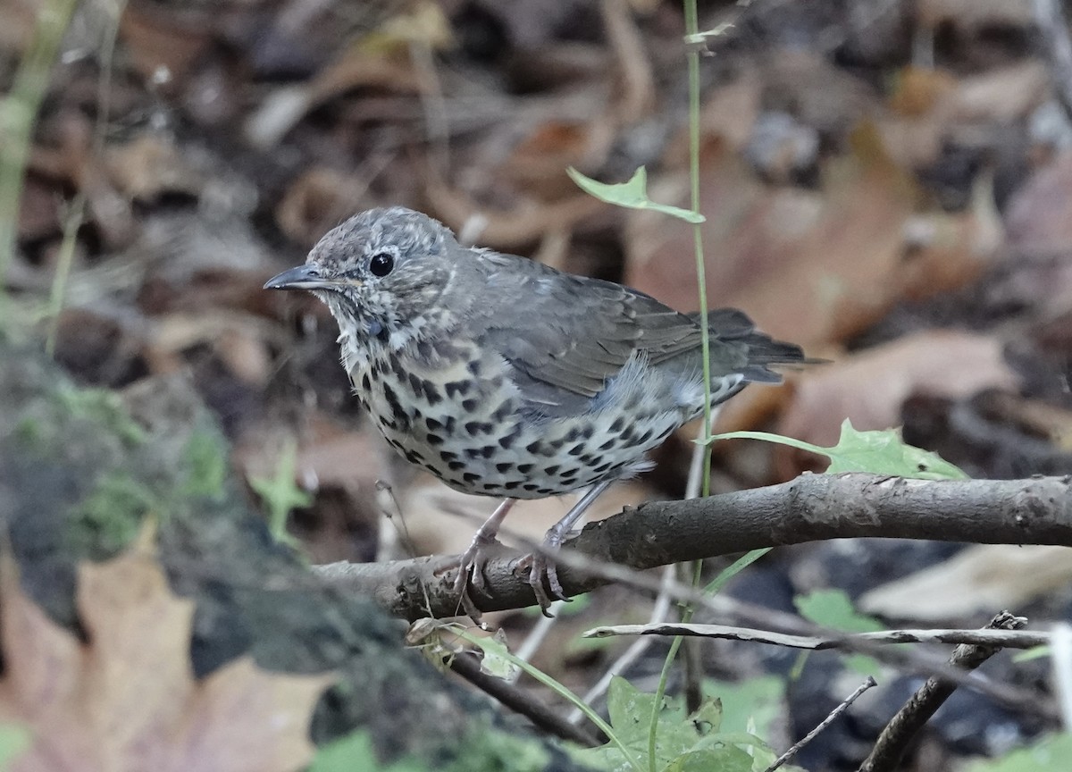 Song Thrush - ML643559223