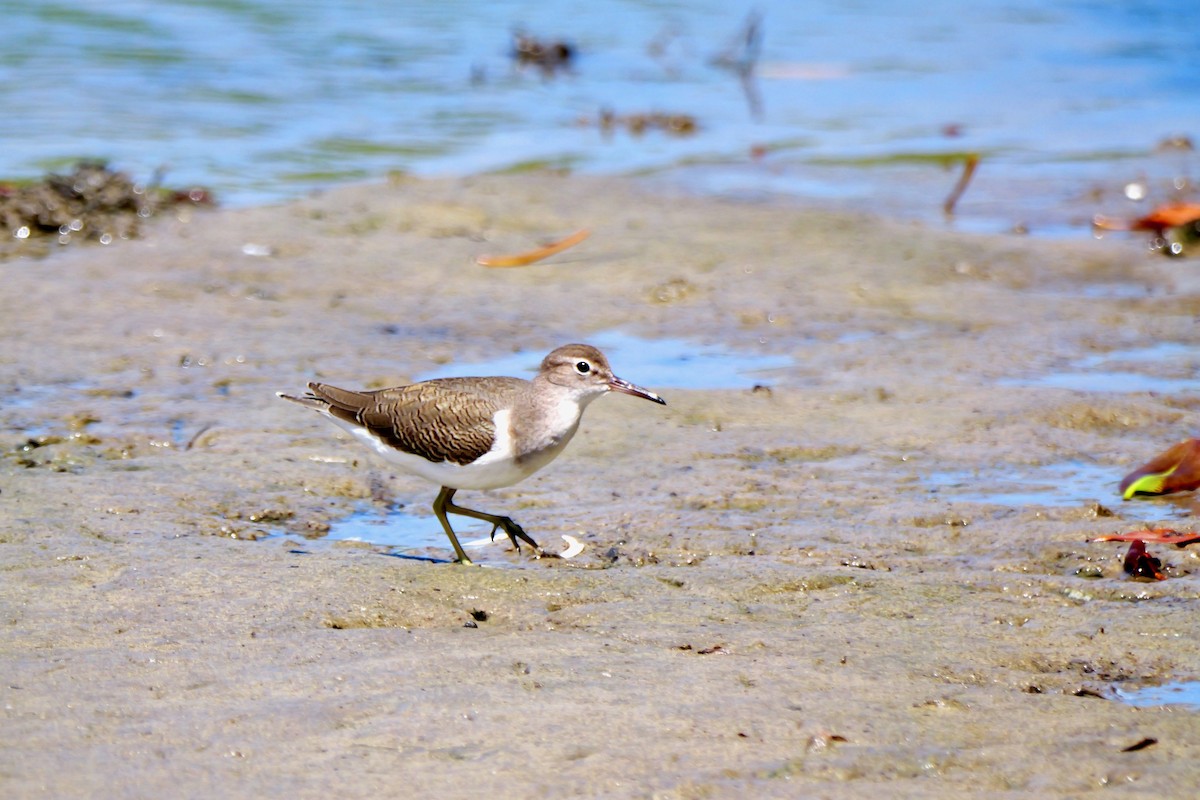 Spotted Sandpiper - ML643559234