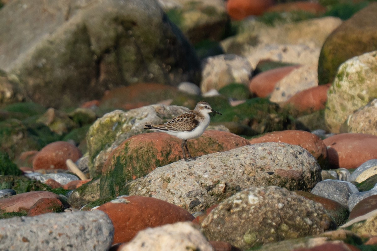 Little Stint - ML643559240