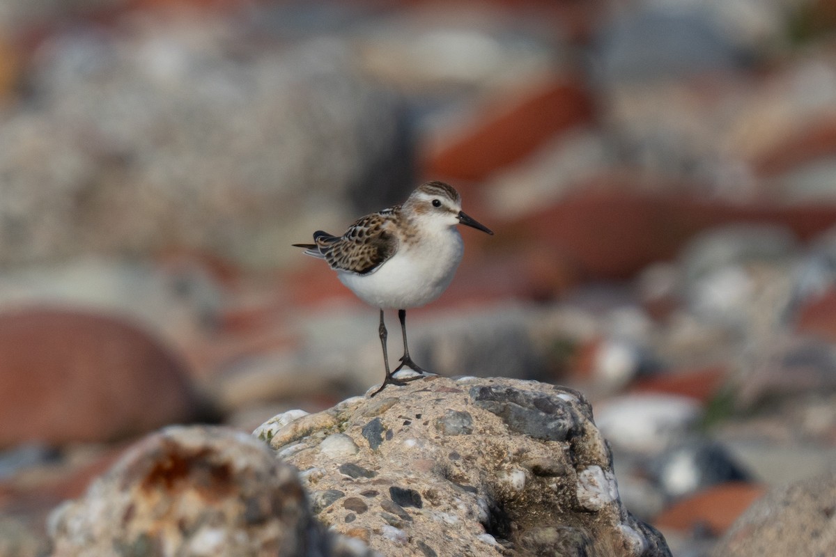 Little Stint - ML643559241