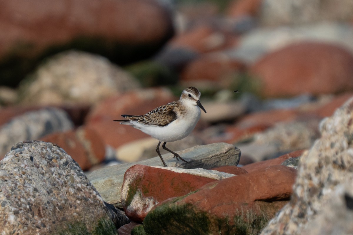 Little Stint - ML643559242