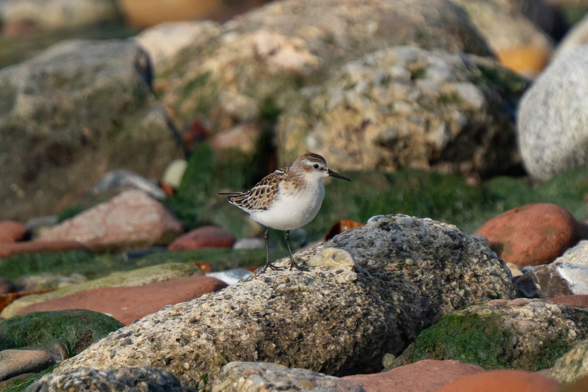 Little Stint - ML643559243