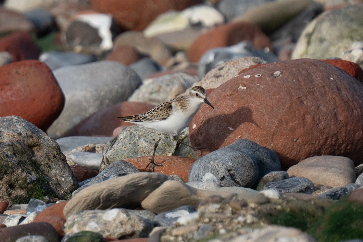 Little Stint - ML643559244