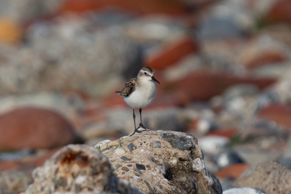 Little Stint - ML643559245