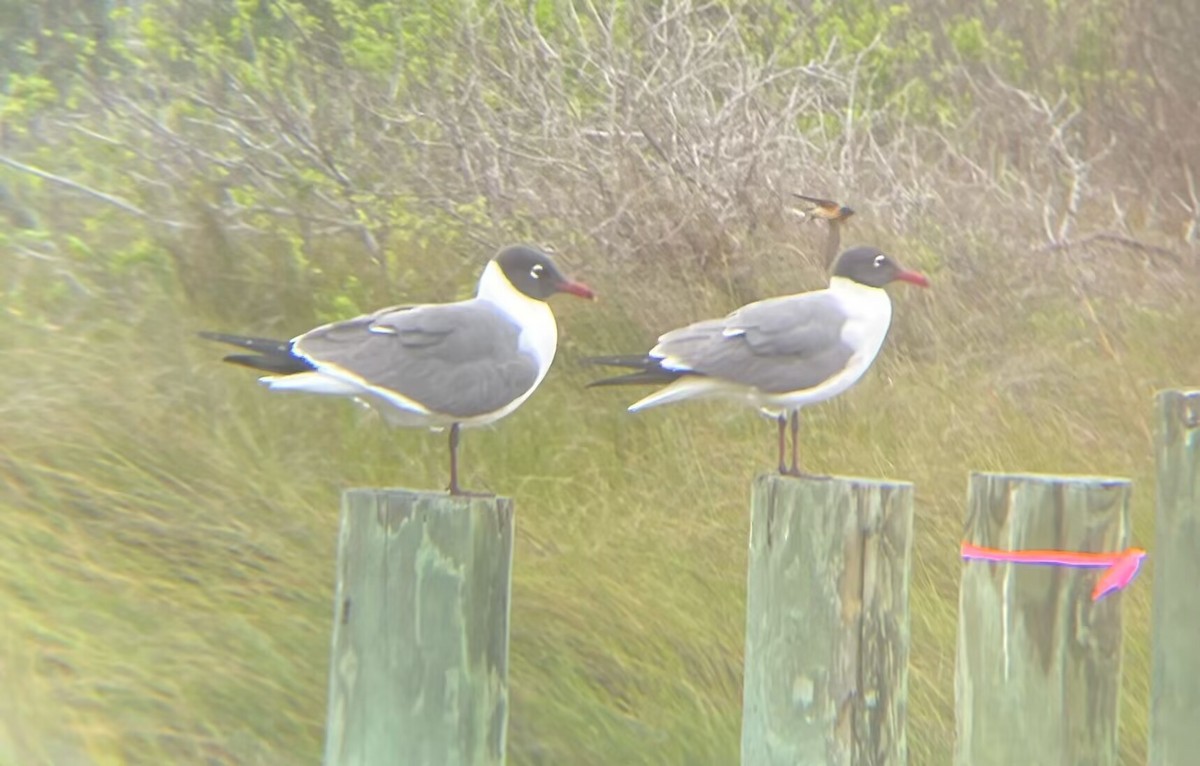 Laughing Gull - ML643559255