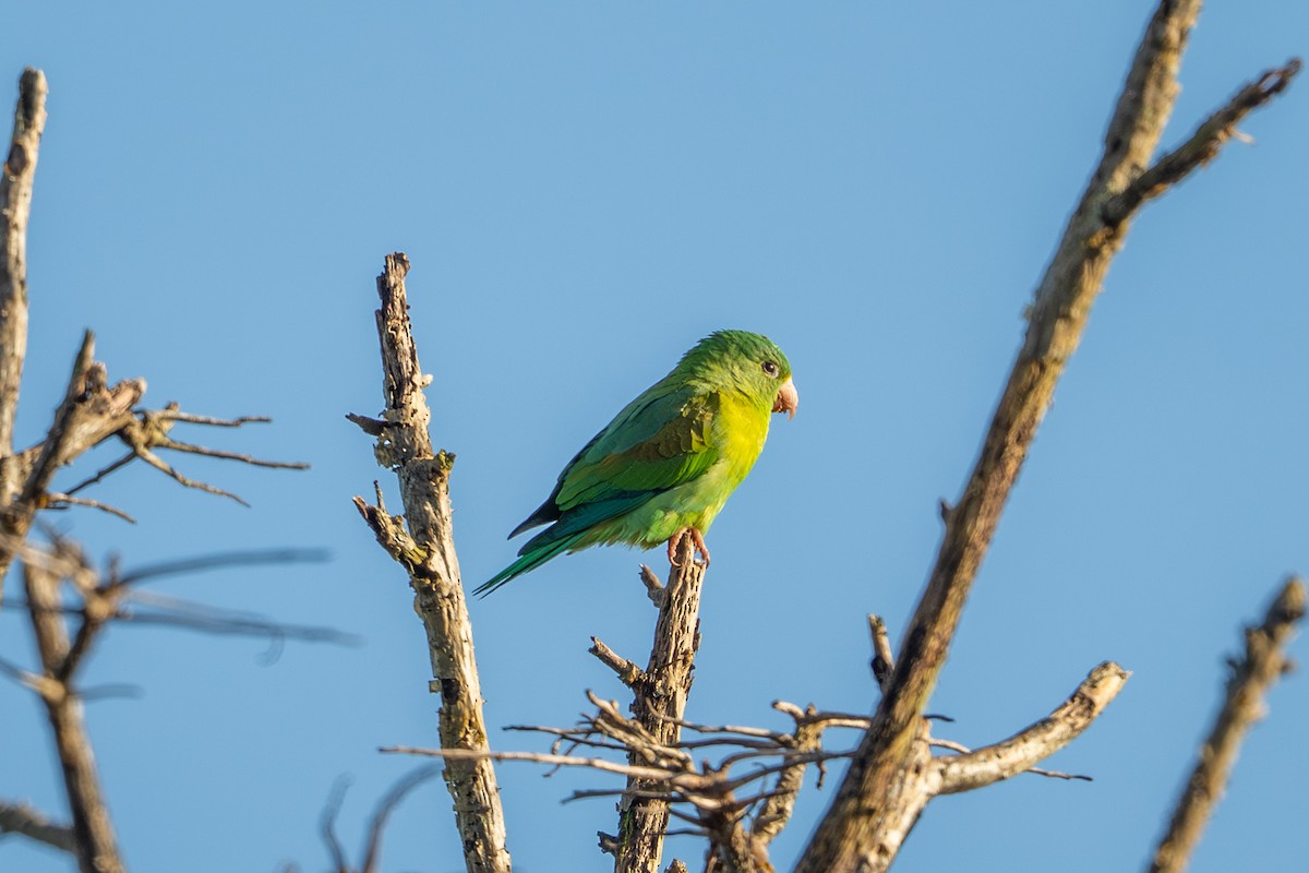 Orange-chinned Parakeet - ML643559260