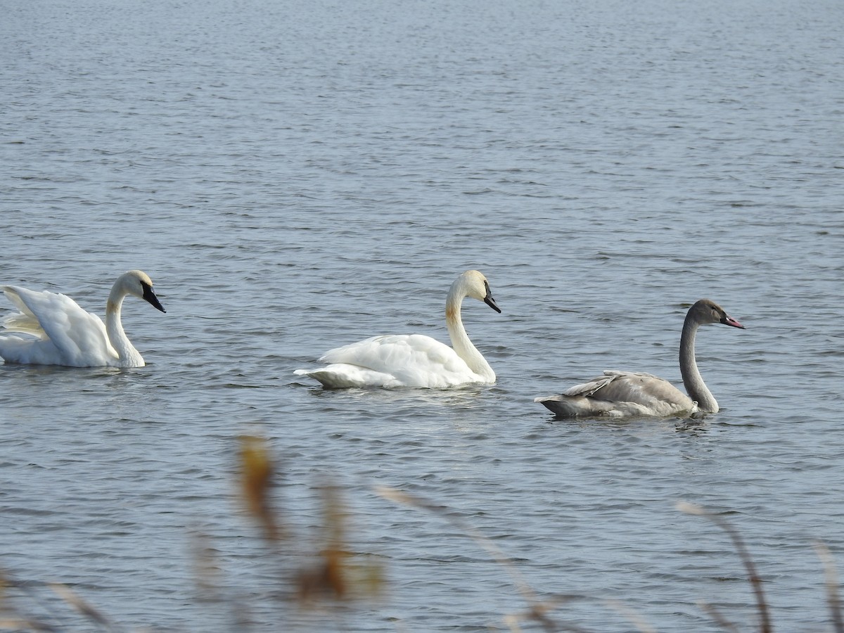 ナキハクチョウ - ML643559283