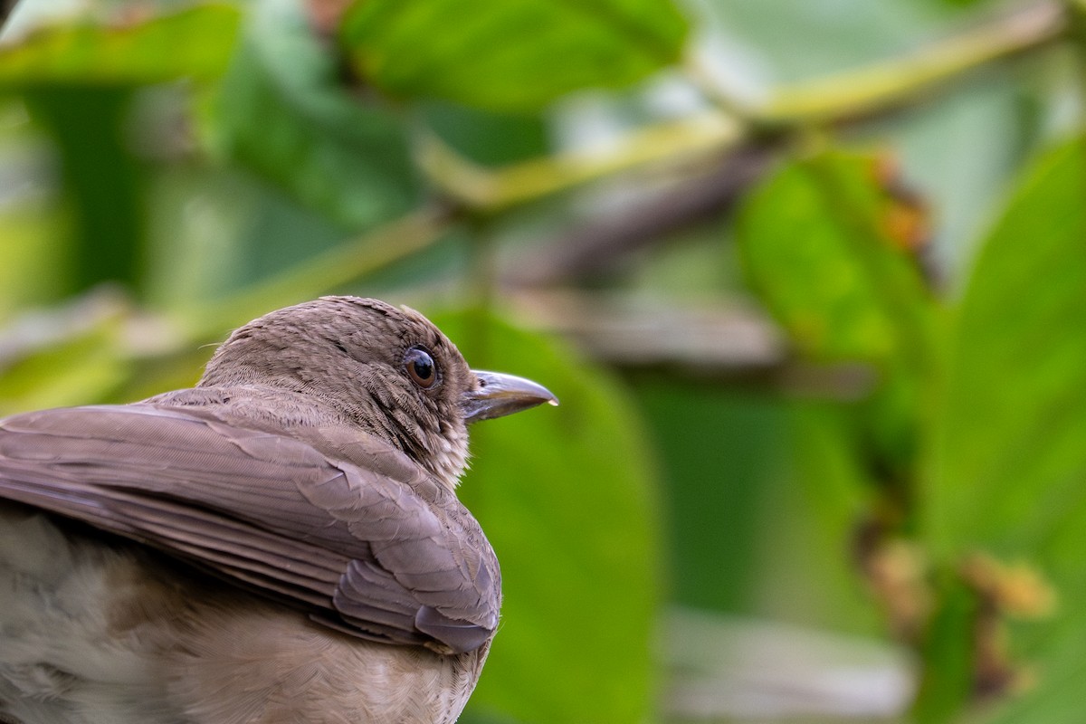 Black-billed Thrush - ML643559299