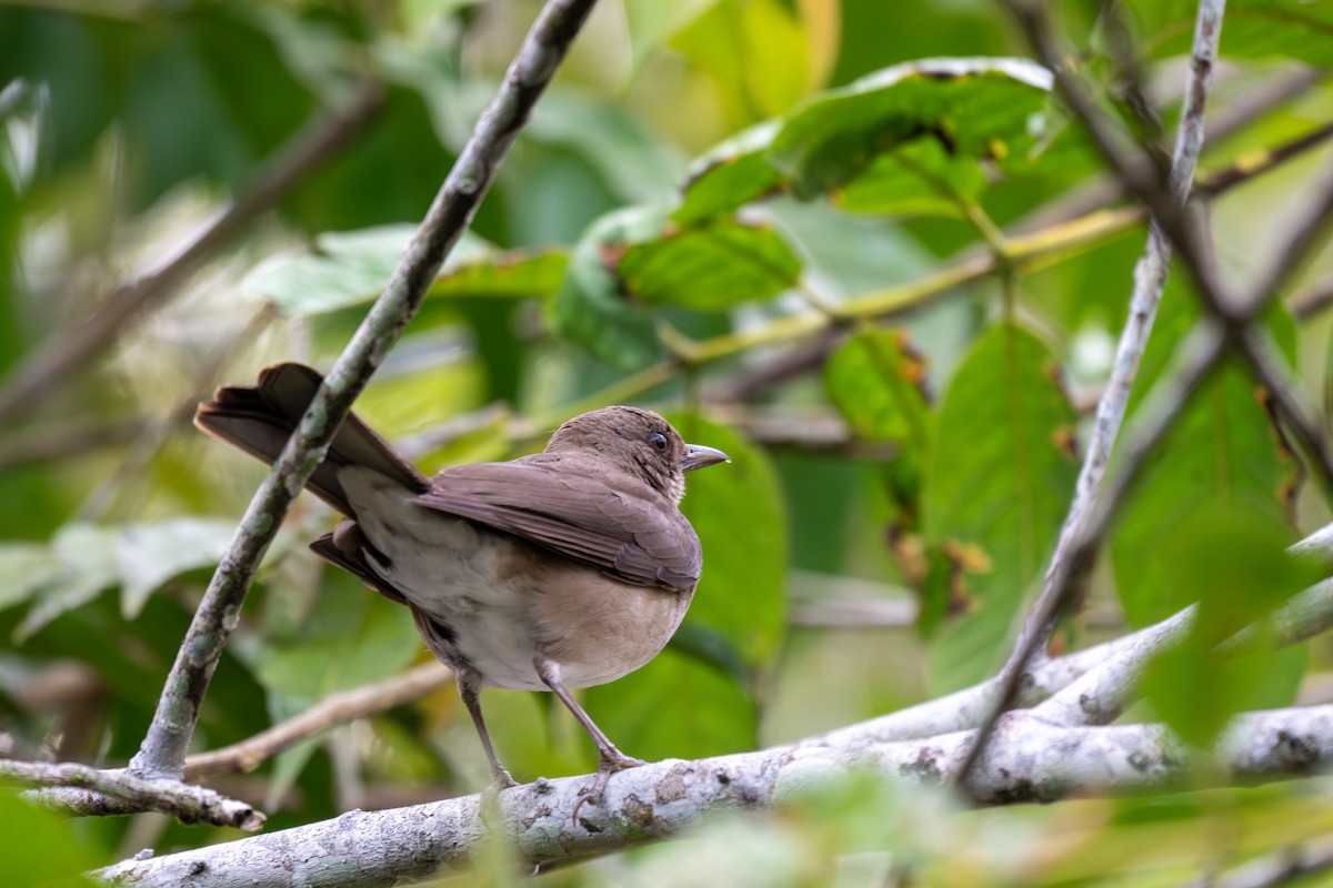 Black-billed Thrush - ML643559300