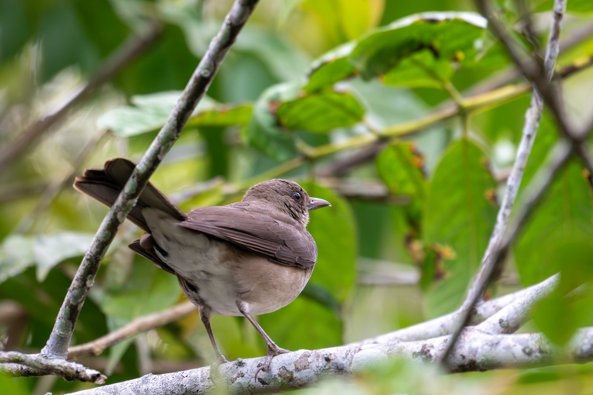 Black-billed Thrush - ML643559301