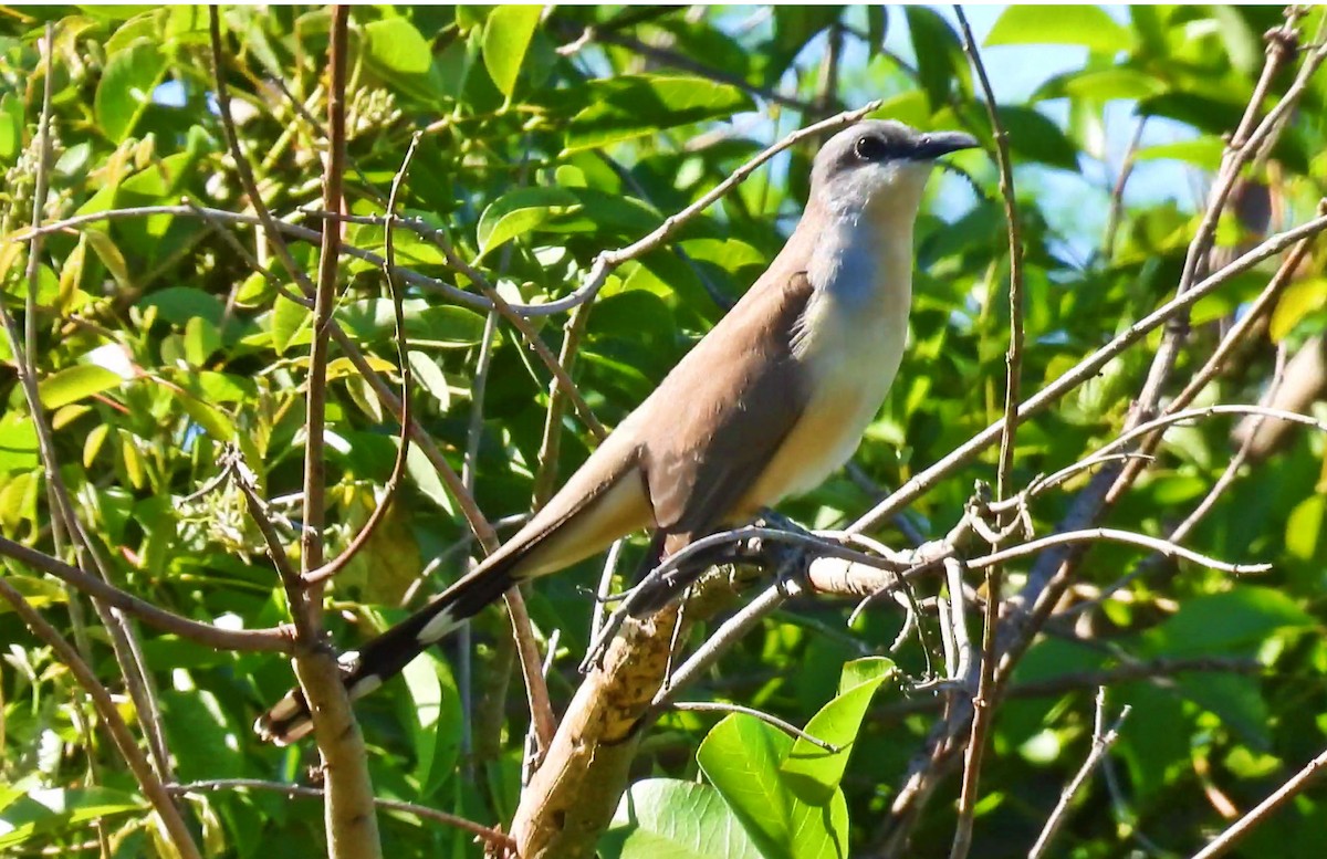Dark-billed Cuckoo - ML643559305