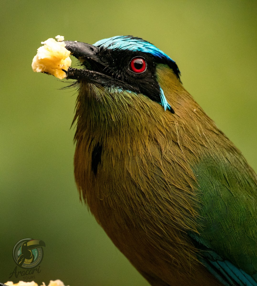 Andean Motmot - ML643559316