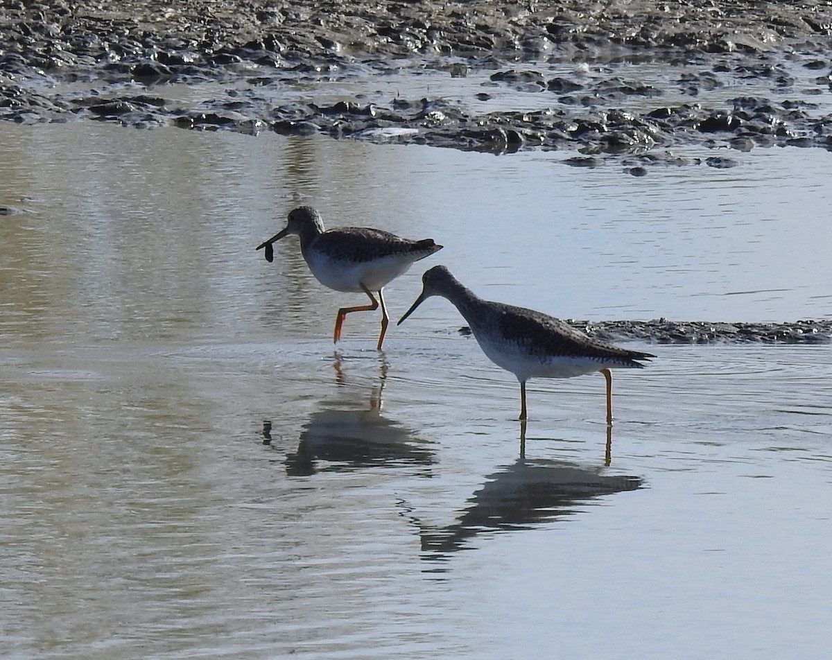 オオキアシシギ - ML643559317