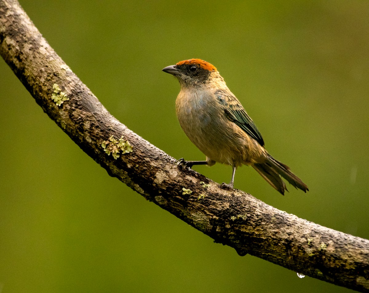 Scrub Tanager - ML643559330