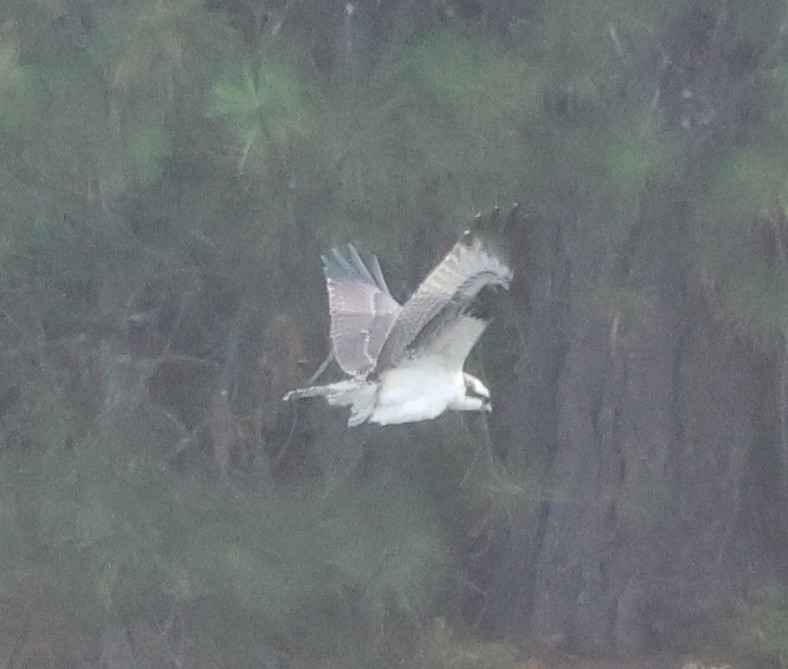 Osprey - ML643559334
