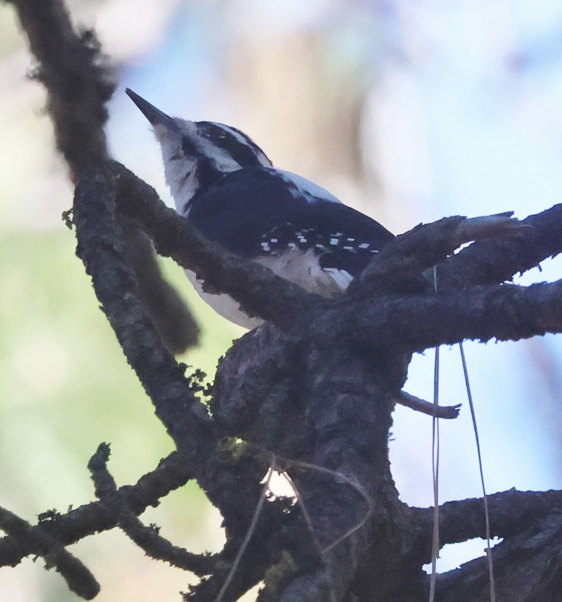 Hairy Woodpecker - ML643559337