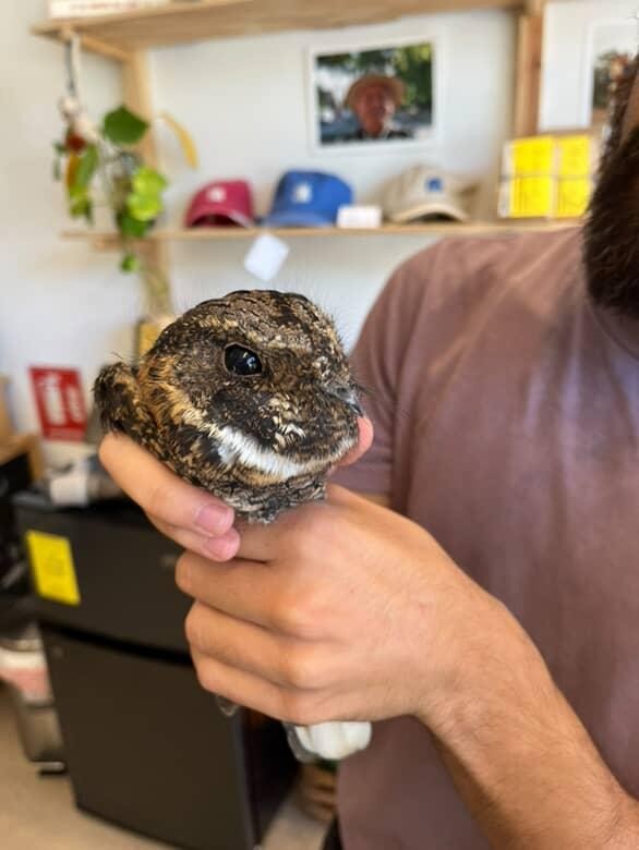 Mexican Whip-poor-will - ML643559339