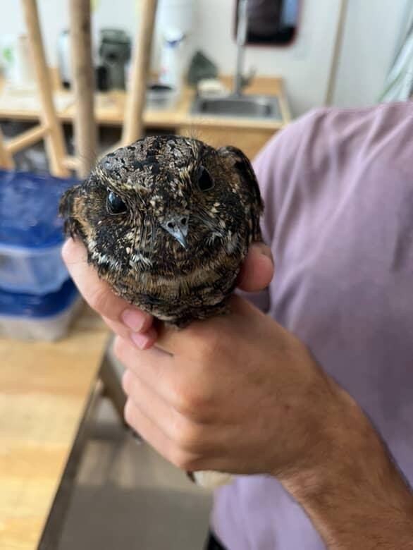 Mexican Whip-poor-will - ML643559340