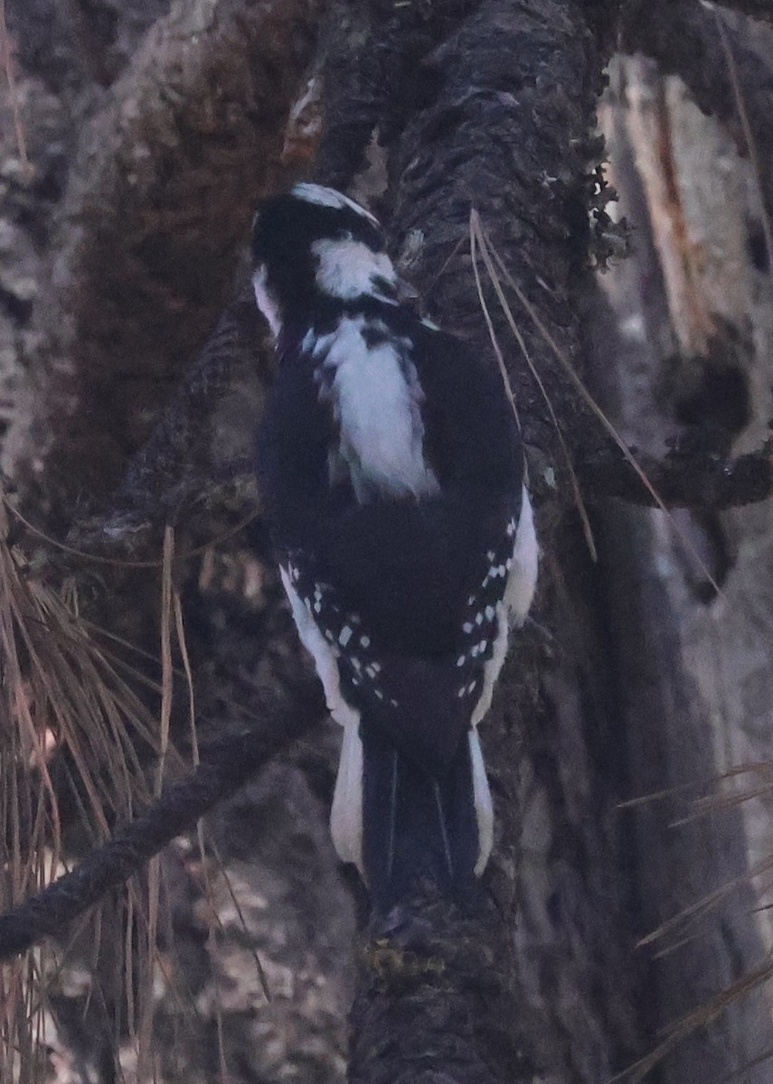 Hairy Woodpecker - ML643559344
