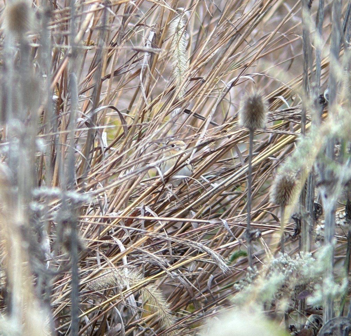 LeConte's Sparrow - ML643559350