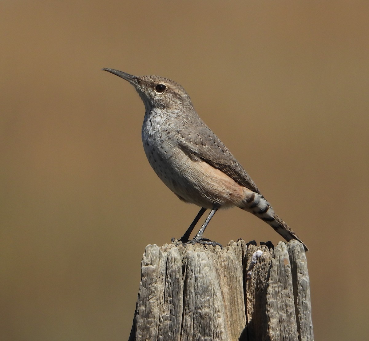 Rock Wren - ML643559360