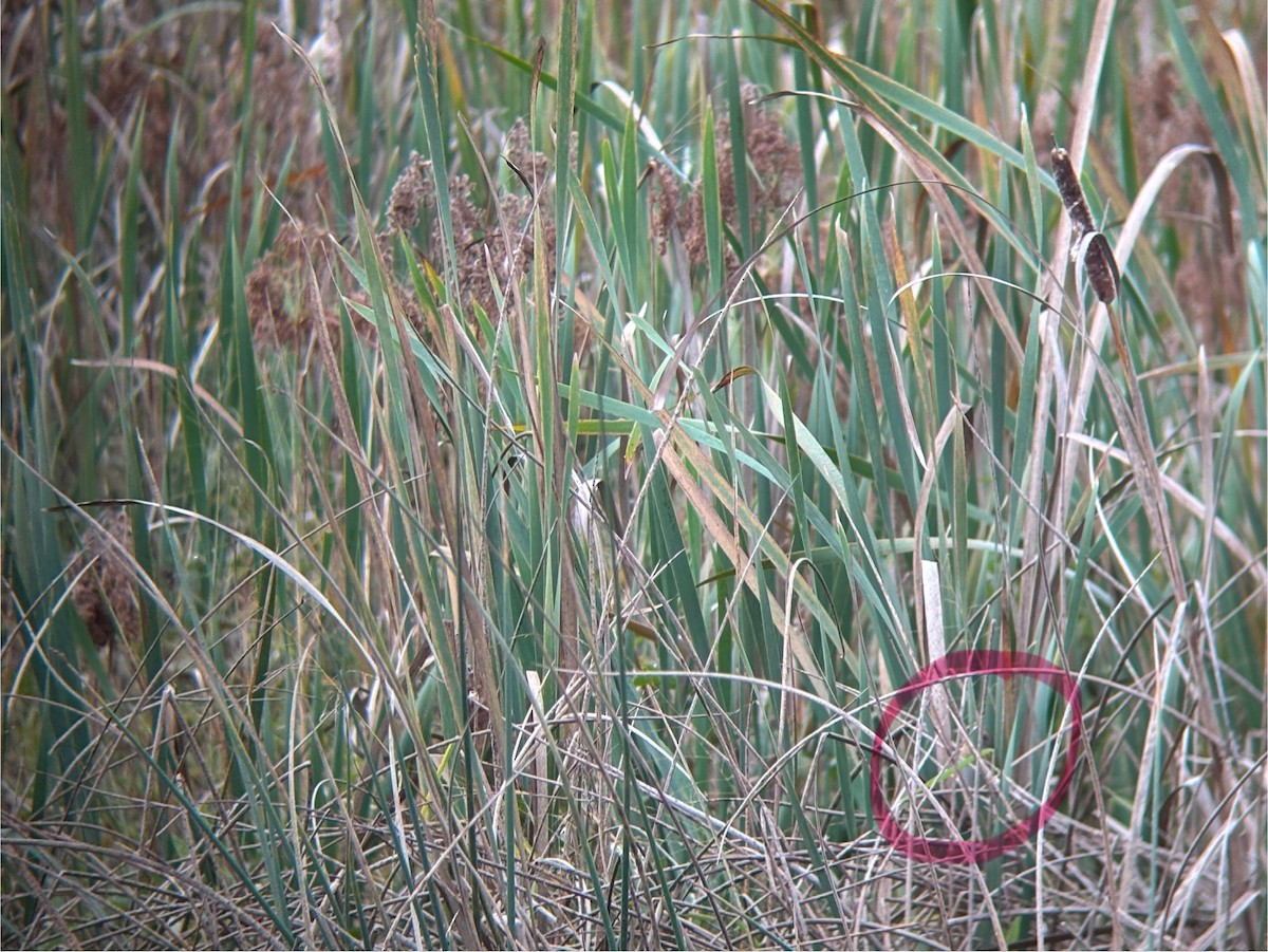 Nelson's Sparrow - ML643559369