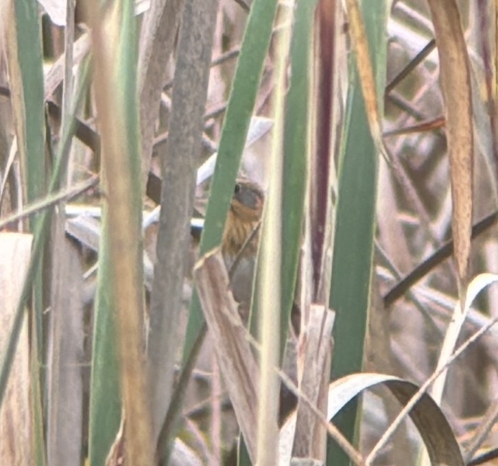 Nelson's Sparrow - ML643559370