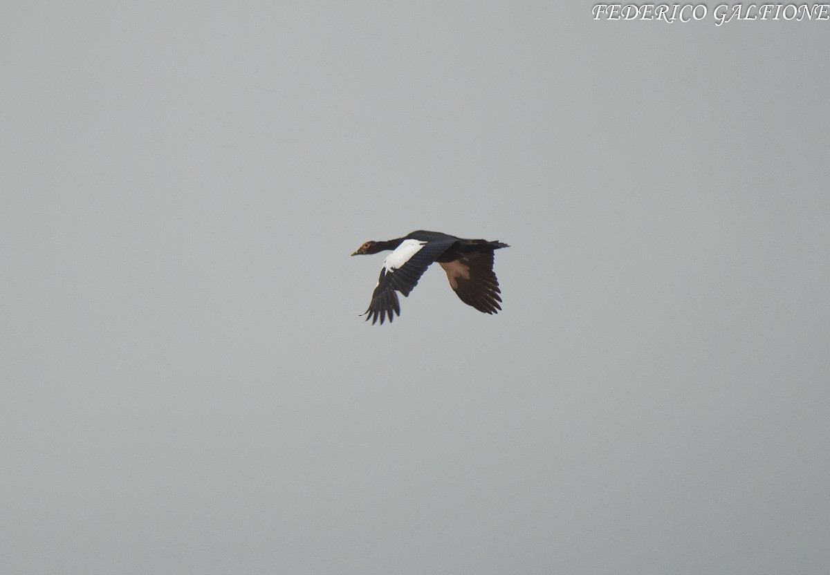 Muscovy Duck - ML643559378