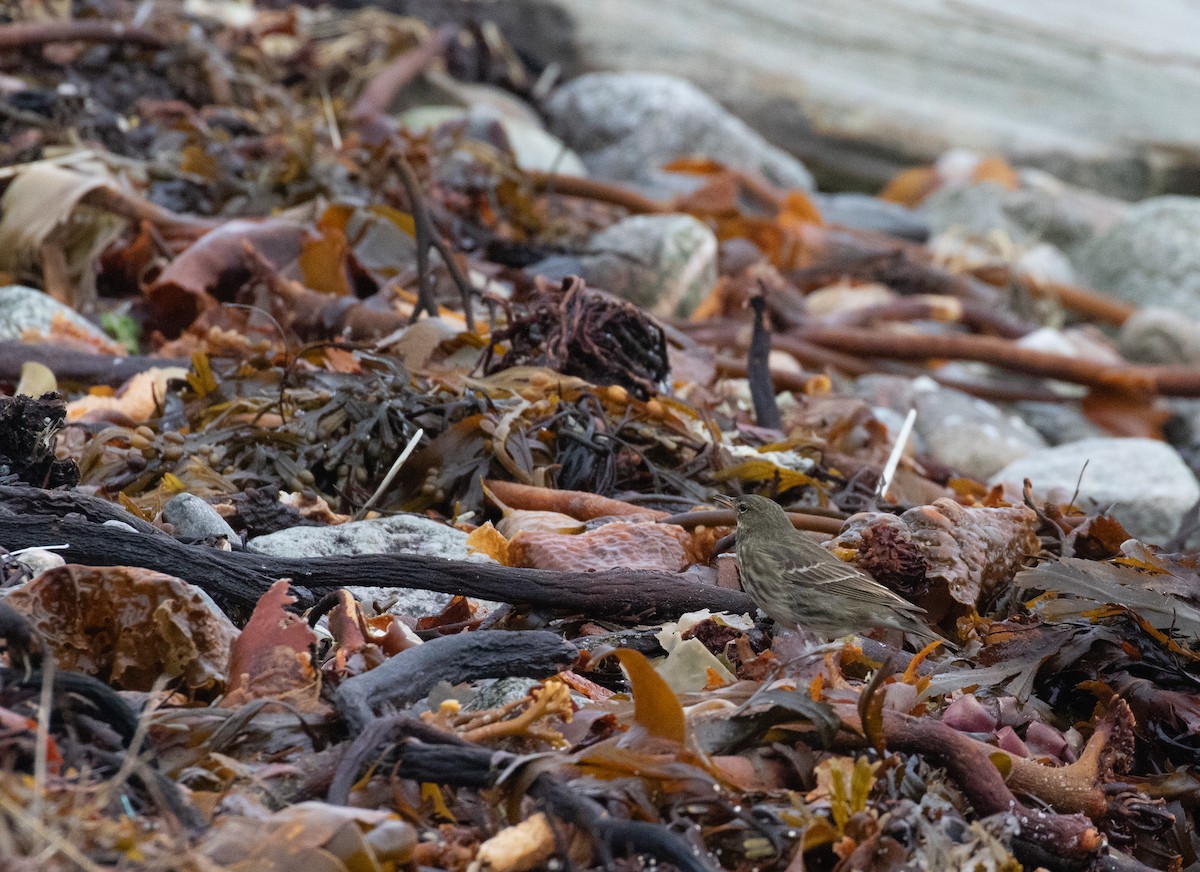 Rock Pipit - ML643559379
