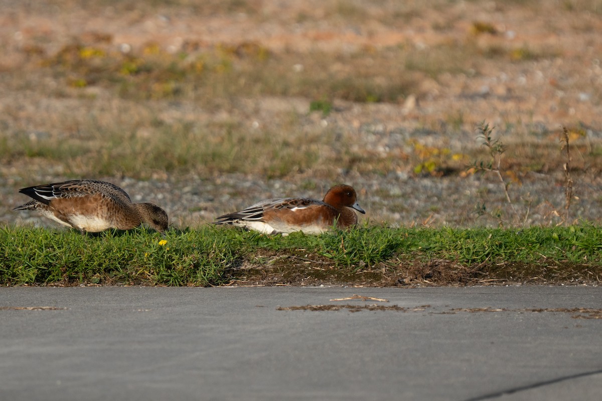 Eurasian Wigeon - ML643559386
