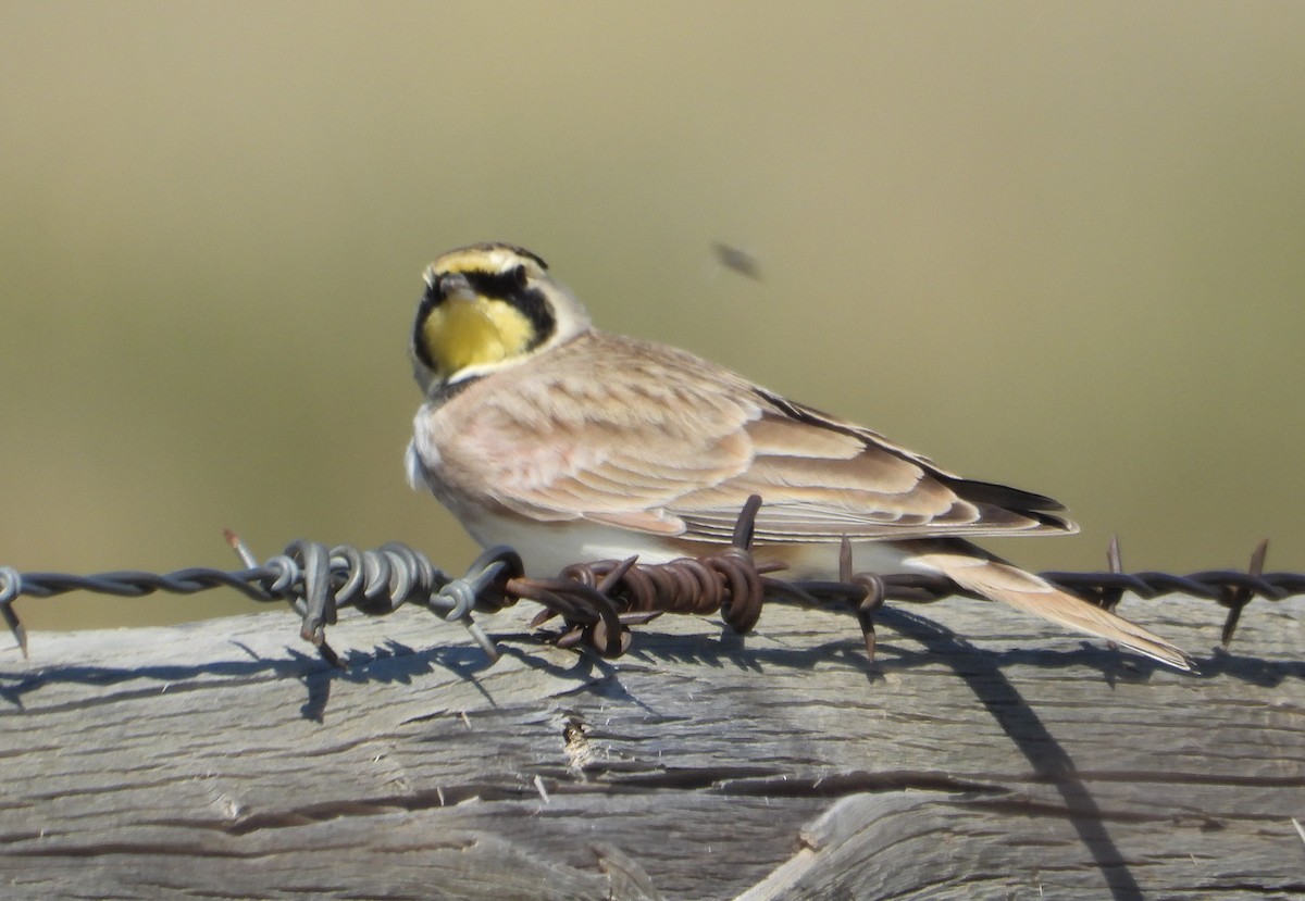 Horned Lark - ML643559390